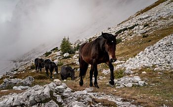 A span of horses trekking through the Dolomites
