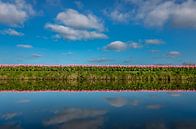 Mooie tulpenveld op een zonnige lentedag met reflectie in het water van Chihong thumbnail