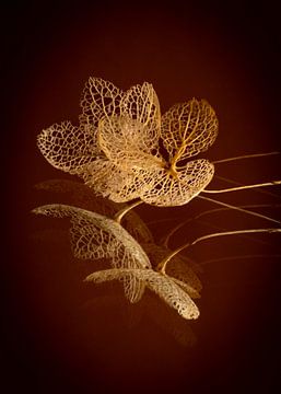 Hortensien im Niedergang