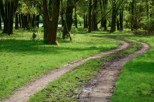 Le chemin à travers la forêt