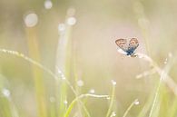Heideblauwtje in het gras von Erik Veldkamp Miniaturansicht