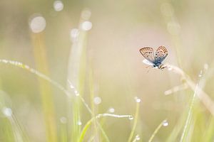 Heideblauwtje in het gras van Erik Veldkamp