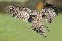 Urchin owl initiates landing