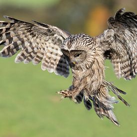 Urchin owl initiates landing by Jan van Vreede