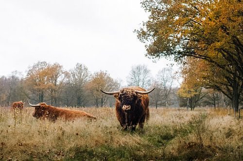 Scottish Highlander on the Hijkerveld