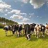 Kühe auf der Wiese von Menno Schaefer