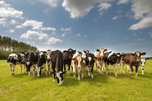 Vaches dans la prairie sur Menno Schaefer