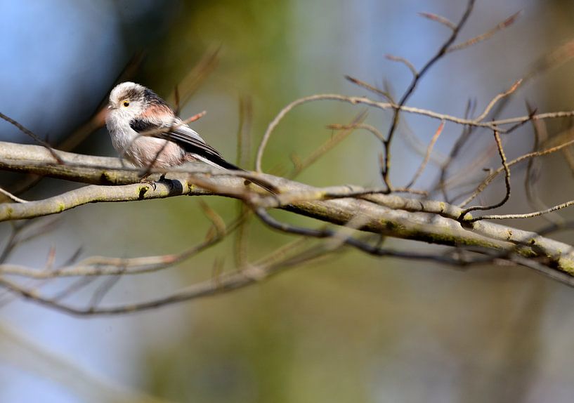 staartmeesje op tak by Petra De Jonge