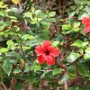 Hawaiiaanse hibiscus van Marvin Taschik