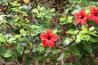 Hawaiian hibiscus