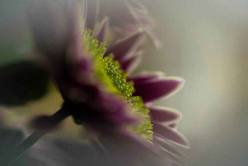 fleur par Paquita Six