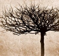 Nature beauty - sepia tone