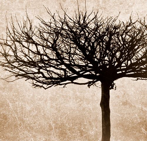 Natuurlijke schoonheid - sepiatoon