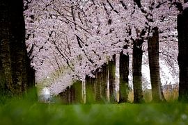 Im Gras von Merel Pape Photography