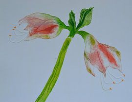 Amaryllus C by Frank van Veen