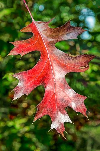 Red oak leaf