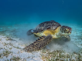 Een groene zeeschildpad woelt het zand om op zoek naar voedsel