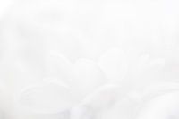 white flower
