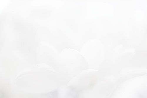 weiße Blume von Vliner Flowers