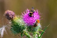 bij en distel