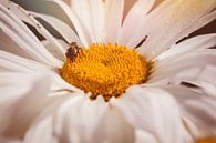 Bee on Flower by Maaike Beveridge thumbnail