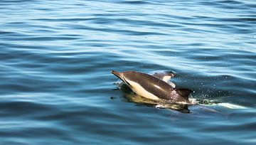 Dolfijnen van Cecile van Essen