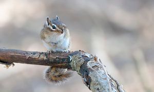 Sibirisches Erdhörnchen