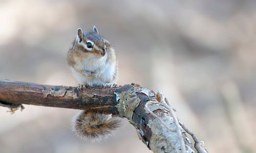 Sibirisches Erdhörnchen