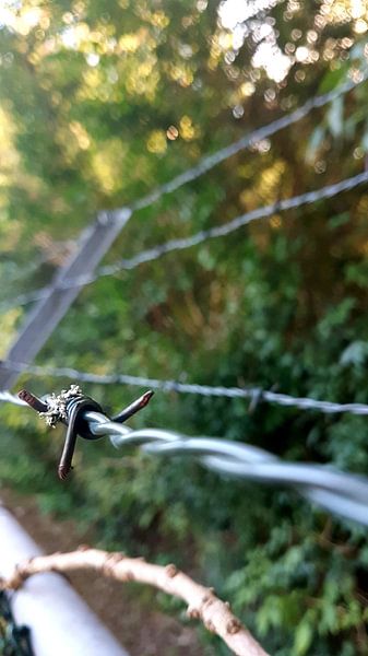barbed wire by Jannes de Wilde