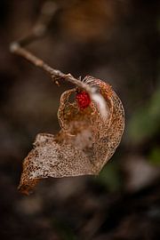 Lantern by ThograPictures