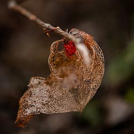 Lantern by ThograPictures