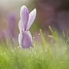 Crocus violet avec gouttes de rosée dans l'herbe sur Silvia Thiel