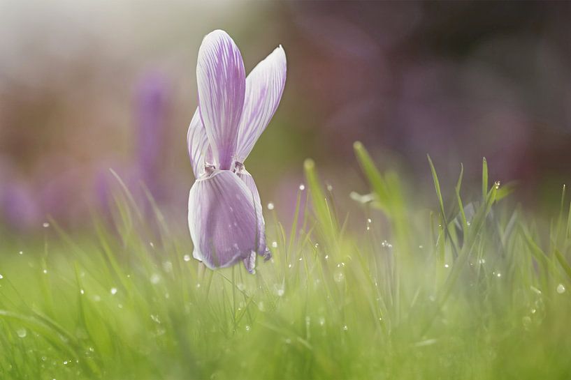 Purple crocus with dewdrops in the grass by Silvia Thiel