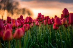 Bloeiende tulpen van Maarten Mensink
