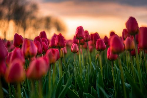 Bloeiende tulpen