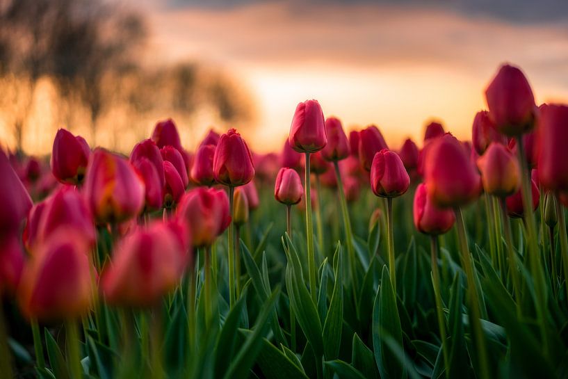 Bloeiende tulpen von Maarten Mensink
