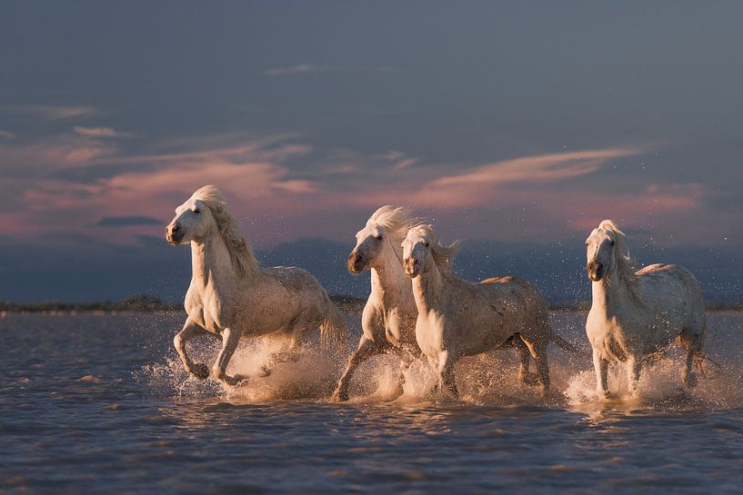 Engel der Camargue von Rostovskiy Anton