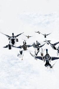 Bild von Enten, die im Schnee davonfliegen.