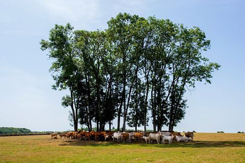 Cows shelter from the heat in La Douce France by Blond Beeld