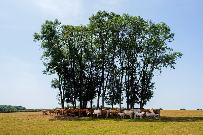 Cows shelter from the heat in La Douce France by Blond Beeld