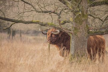 Schottischer Highlander-Bulle von Karin van Rooijen Fotografie