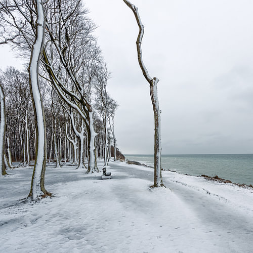 Winter landscape