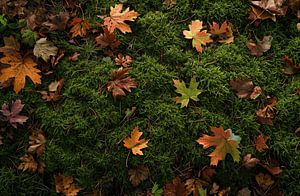 Spaziergang im Herbstwald