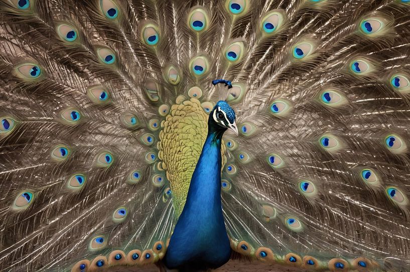 Schöner bunter Pfau mit ausgestreckten Federn von Art & Soul Creations