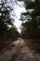 Chemin forestier Veluwe 2