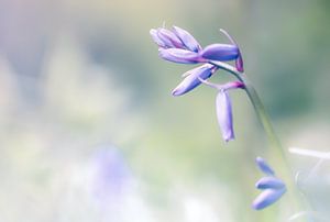 Hyacinth purple van natascha verbij