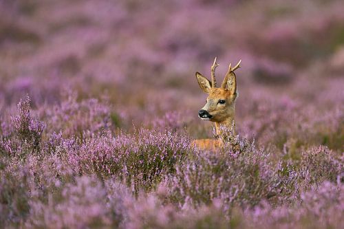 Rehbock in blühender Heide