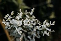 Eukalyptus Gunnii