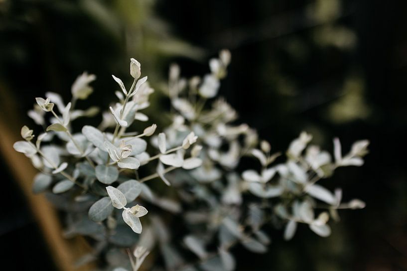 Eucalyptus Gunnii van Carla van Dulmen