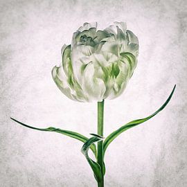 Tulipo3 von Henk Leijen